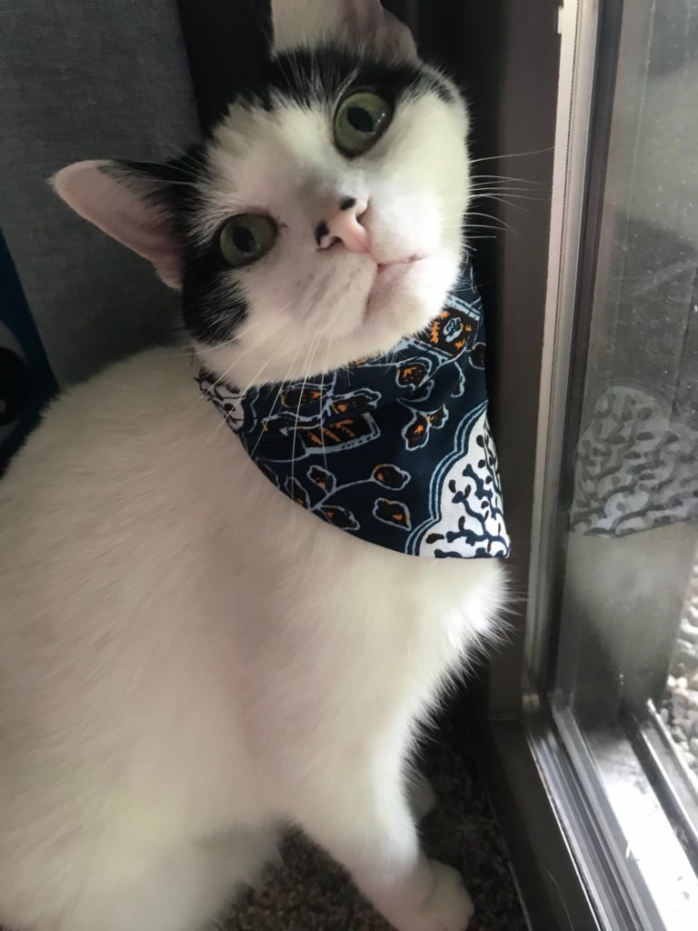 5 Tips to Safely Use Cat Bandanas – Gus & Bella